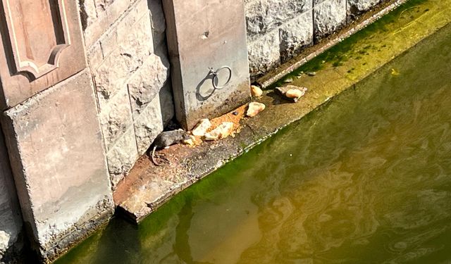 Eskişehir'de endişelendiren görüntü!