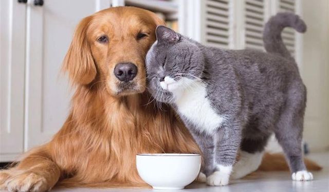 Eskişehir'de 'hayvan mezarlığı' talebi