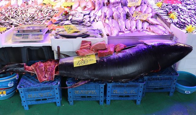 Dev orkinos görenleri şaşkına çevirdi