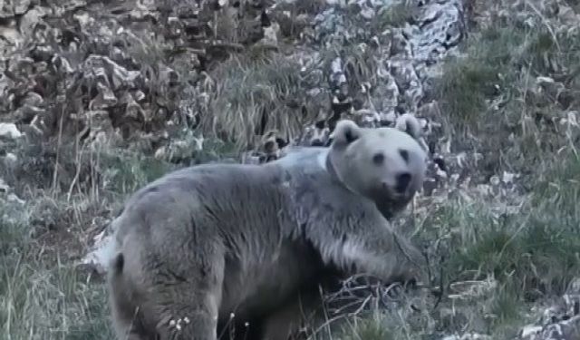 Kış uykusuna hazırlanan iki ayı görüntülendi