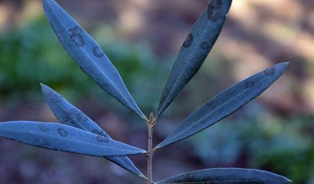 Zeytinde halkalı leke hastalığı ile mücadele çağrısı yapıldı