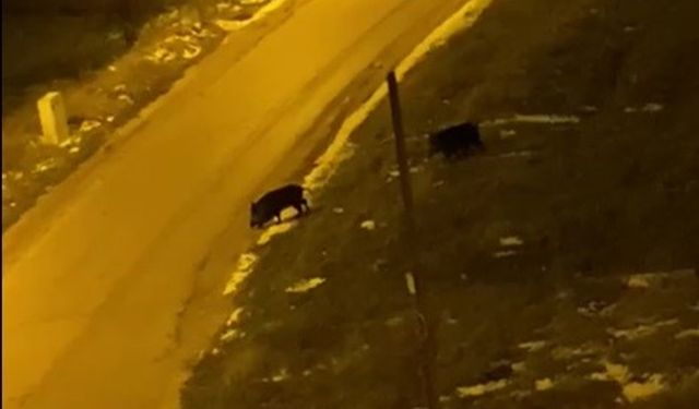 Aç kalan domuzlar şehre indi!