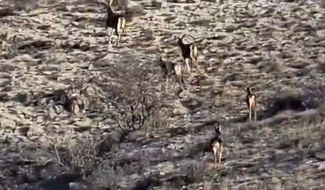 Kırsal alanda görüntülenen geyikler görenleri hayran bıraktı
