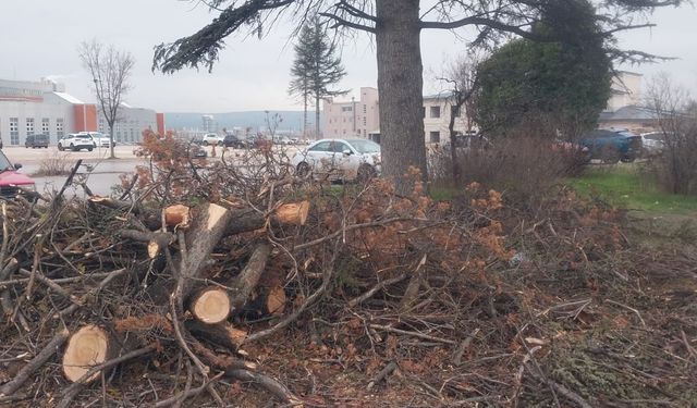 Uluönder Mahallesi'nde ağaç katliamı!
