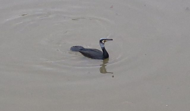 Porsuk Çayı’nda karabatak avı dikkat çekti