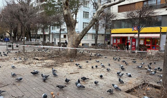 Ağaç bakım çalışmaları devam ediyor