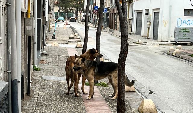 Sokak köpekleri tedirgin ediyor!