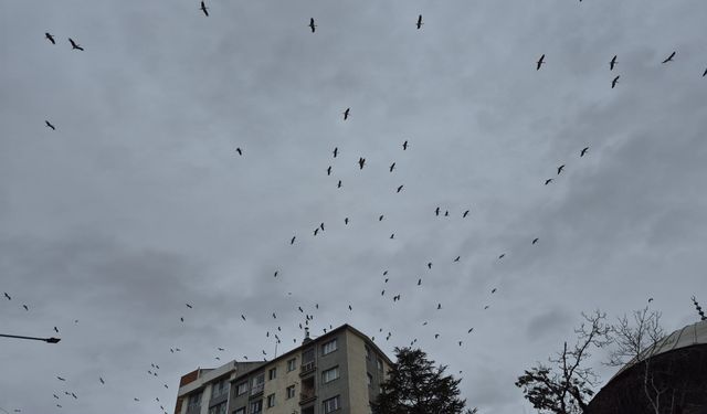 Leyleklerin gökyüzündeki dansı görsel şölen oluşturdu