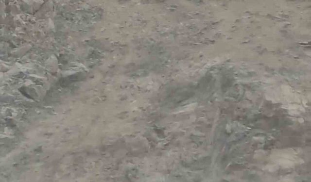 Dağ keçileri sürü halinde görüntülendi