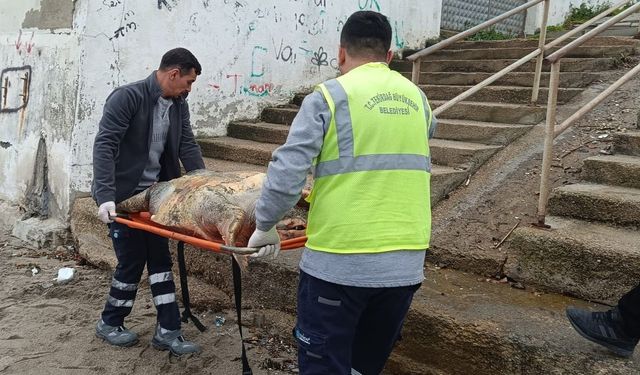 Sahile ölü caretta caretta vurdu