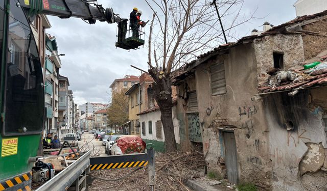 Budama çalışması