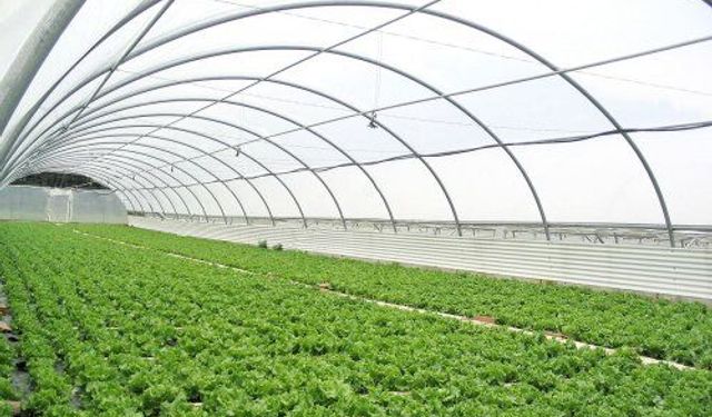 Mihalgazi'de tünel sera yapım ihalesi