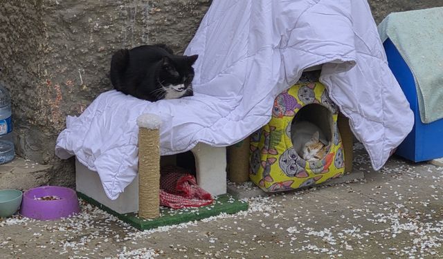 Hayvanseverlerden ilginç not!