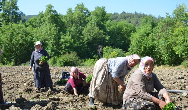 162 Yıllık miras toprakla buluştu