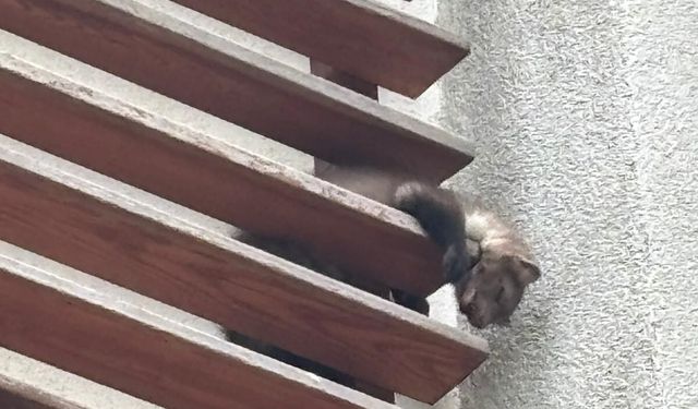 Poliklinik dış cephesine sıkışan sansar böyle kurtarıldı