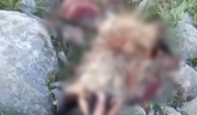 Köpeklerin saldırısına uğrayan porsuk telef oldu