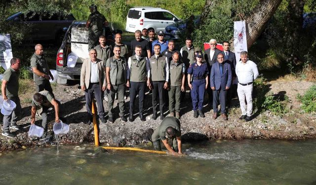 15 bin alabalık yavrusu bırakıldı