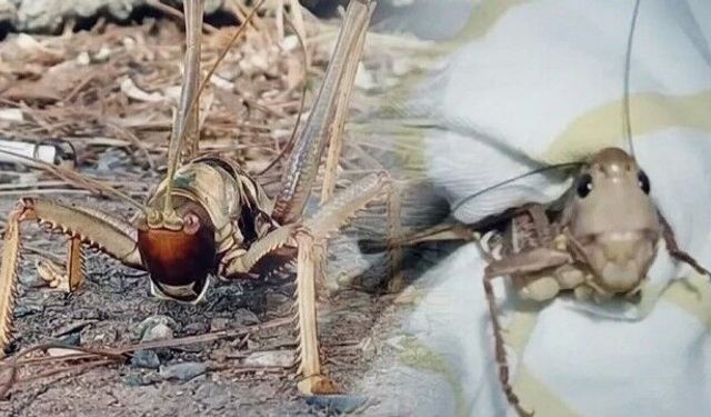 Bakanlıktan çekirge istilası iddialarına açıklama
