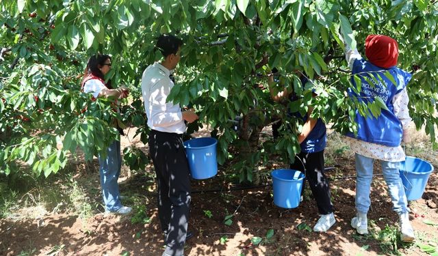Gönüllü hasat etkinliği Mihalıççık'ta gerçekleşti