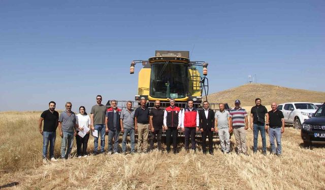 İlk kez toprakla buluşturulan 5 farklı çeşit buğday hasat edildi