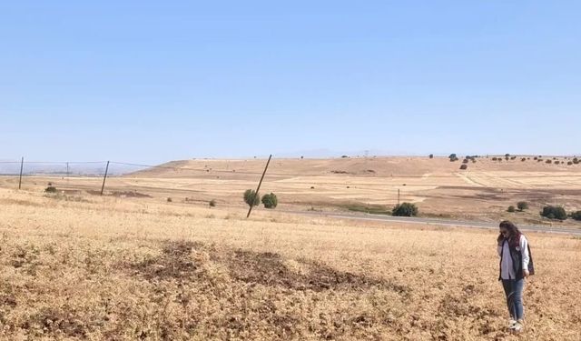 Tüylü nohut hasadı devam ediyor