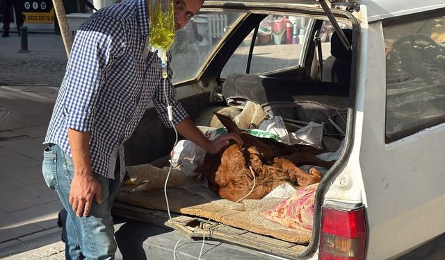 Otomobil bagajında tedavisi yapıldı