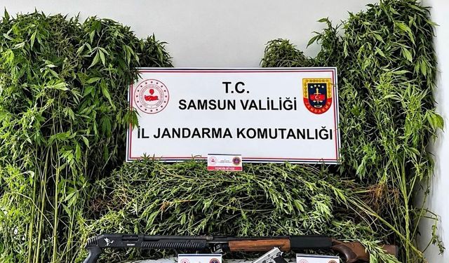 Jandarma tarlada ekili 756 kök kenevir ele geçirdi