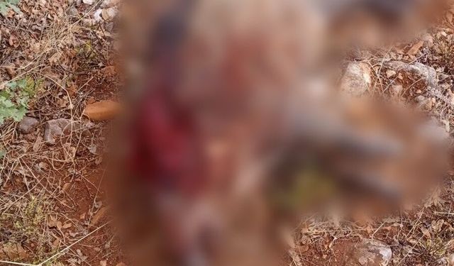 Tarlalara zarar veren yaban domuzları avlandı