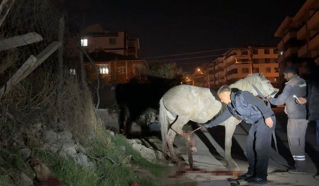 Kanalizasyon kuyusuna düşen at, tedavi edildikten sonra koruma altına alındı