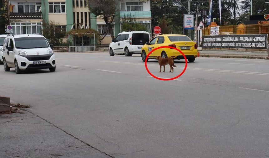 Yol ortasında bekleyen köpek sürücülere zor anlar yaşattı