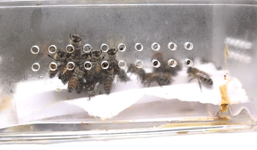 Bu arılar 5 bin yıldır şifa dağıtıyor!