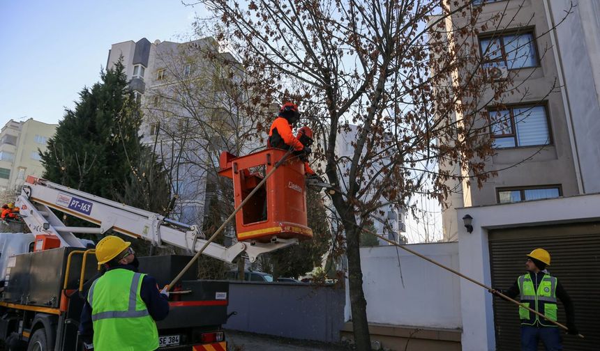 Eskişehir'de ağaçlara kış bakımı