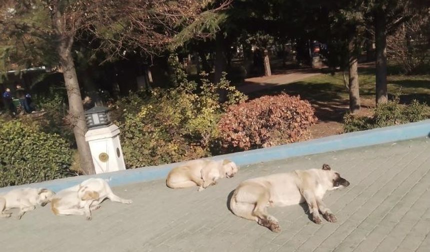 Sokak köpekleri kaldırımda güneşlendi