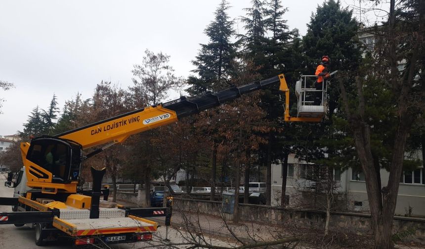 Ağaç bakımları sürüyor