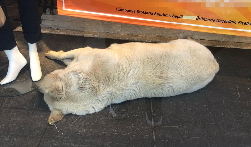 Eskişehir Muttalip’te köpeğe şiddet iddiası