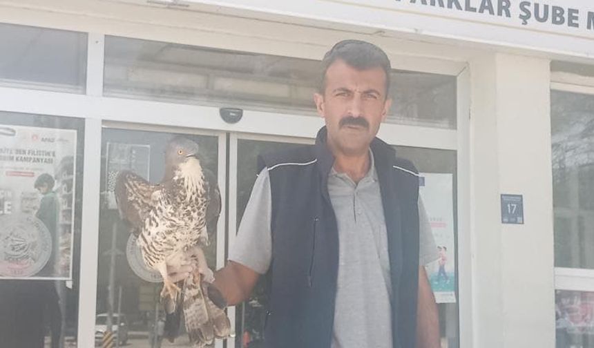 Yaralı şahin tedavi altına alındı