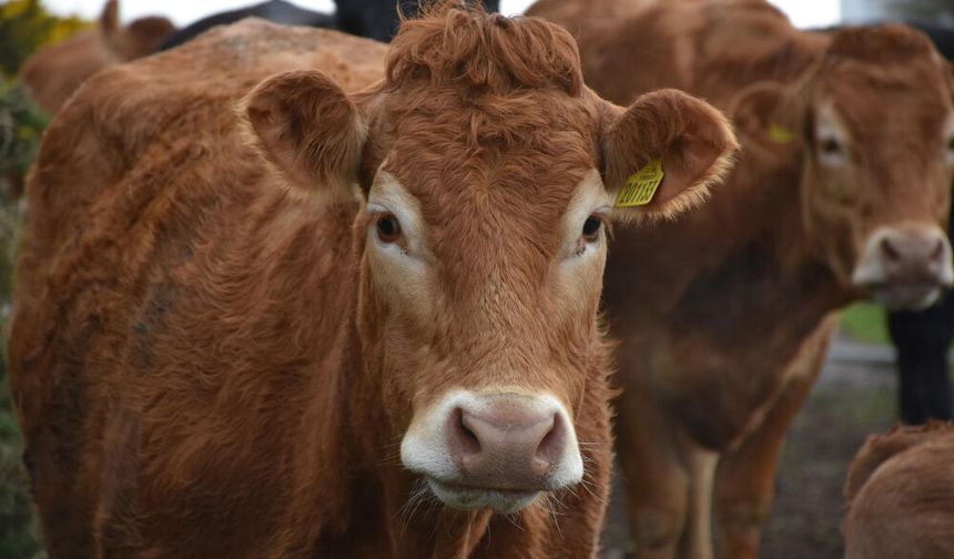 Eskişehir'de 12 yıldır kapalı olan mezbaha açılıyor!