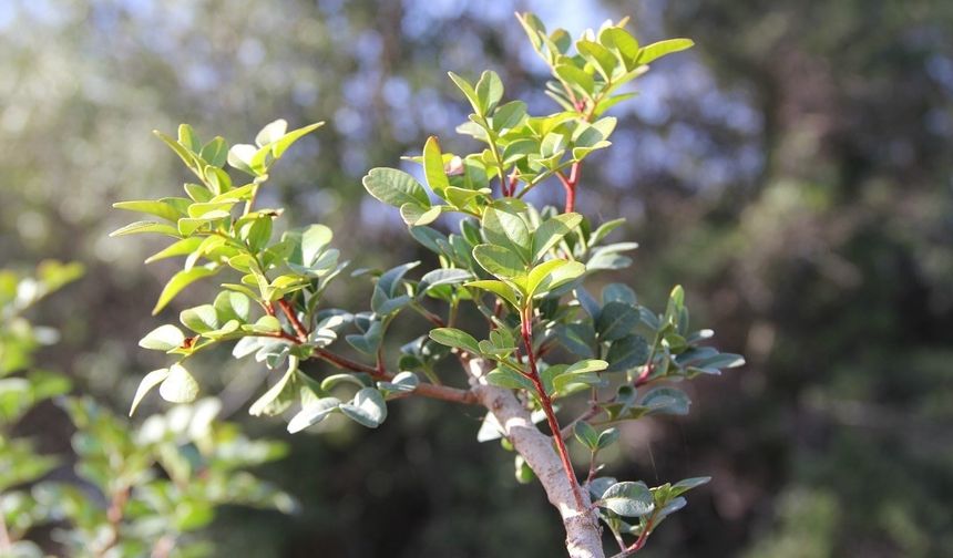 Sakız üretimi güçleniyor, bin 500 aşılı fidan üreticiyle buluşuyor
