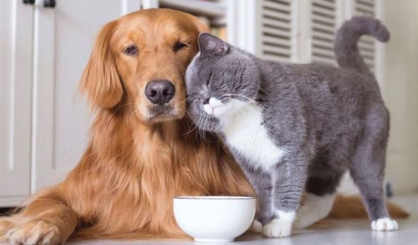 OEDAŞ’tan sokak hayvanlarına büyük destek