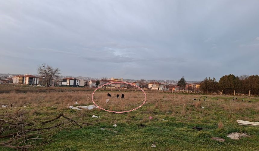 Okul çevrelerinde köpek endişesi