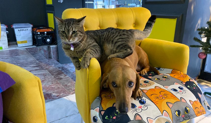 Eskişehir’de kedi ve köpeğin şaşırtan dostluğu