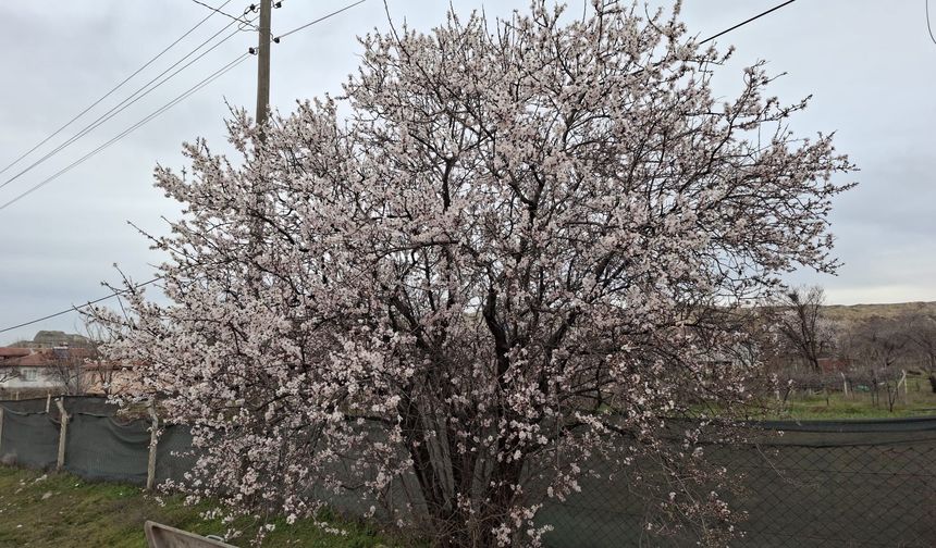 Cemre düştü, doğa erken uyandı!