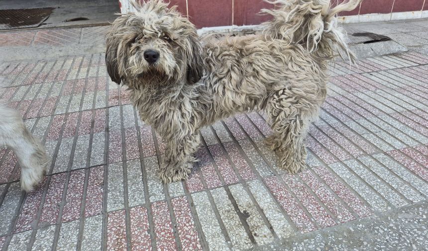 Eskişehir'de bu köpeğin rengi değişti!