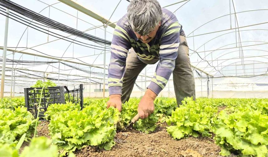 Tarlada ortalama 15 TL olan marul tezgahlarda 100 TL'ye satılıyor