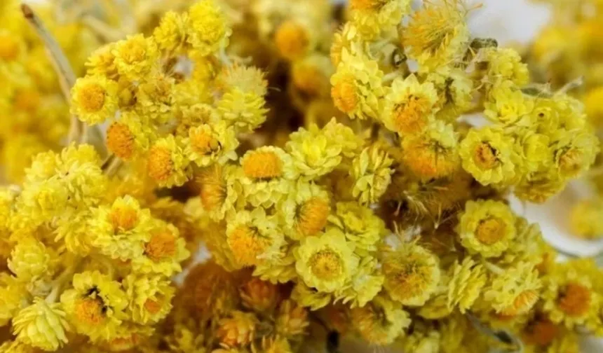 Eskişehir tarımında yeni dönem: 8 bin 200 fide dağıtılacak!