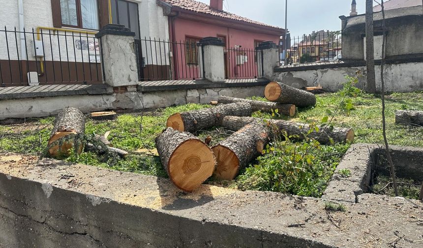 Bu ağaçlar neden kesildi?