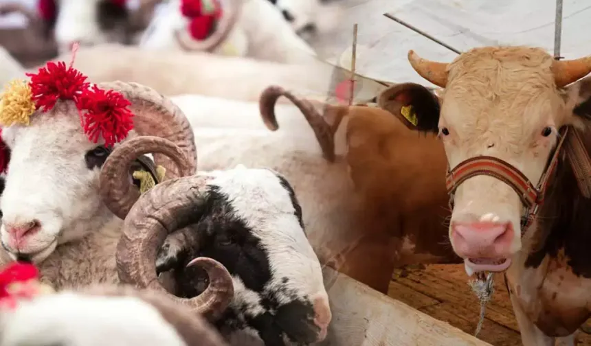 Eskişehir'de kurban kesimi ücreti ne kadar oldu?