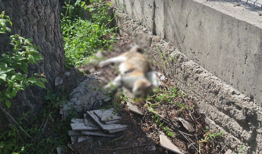 Eskişehir’de kedilerin zehirlendiği iddiası araştırılıyor!