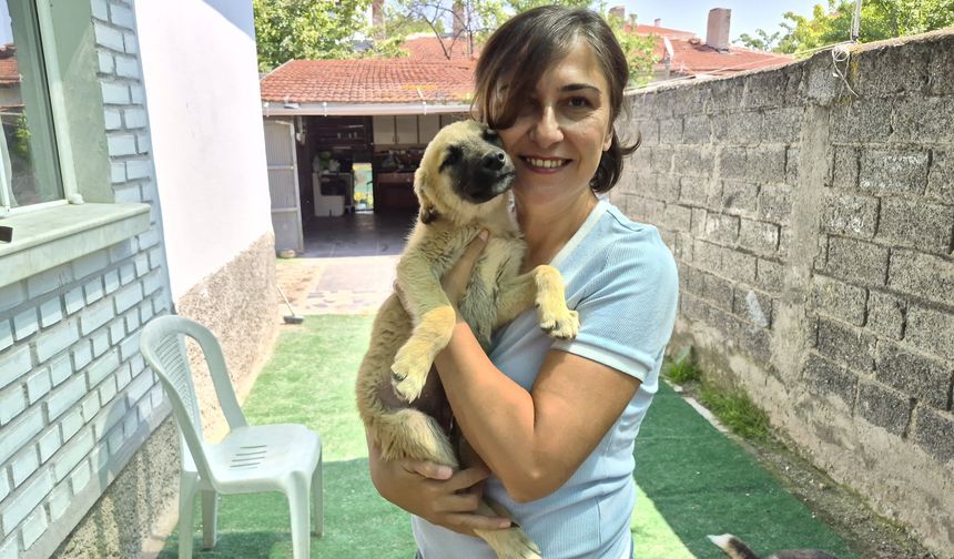 Gönüllüler 500 hayvana umut oluyor