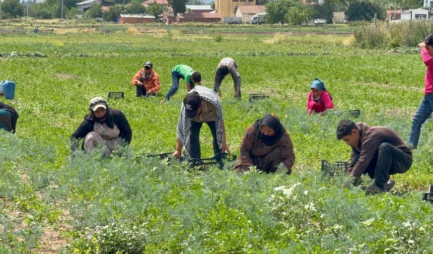 Tarım işçileri sahte çek iddiasıyla hukuk yolunda
